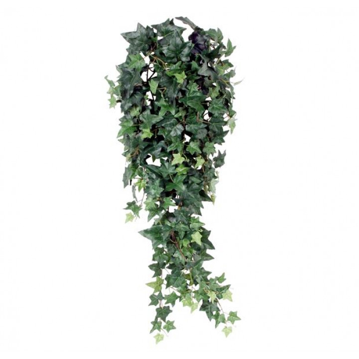 00204 hedera klimop streng