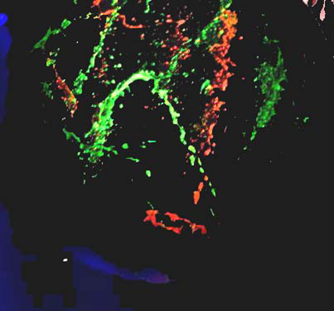 glow-in-the-dark-bal (100 en 200cm)